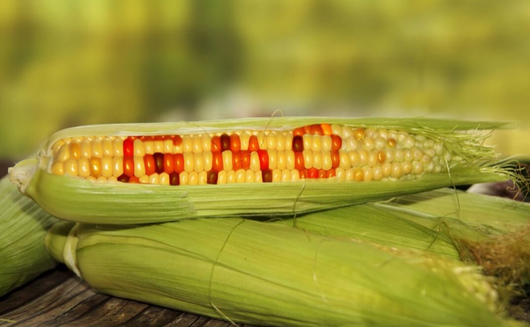 Experts Raise Fresh Concerns Over GM Crops